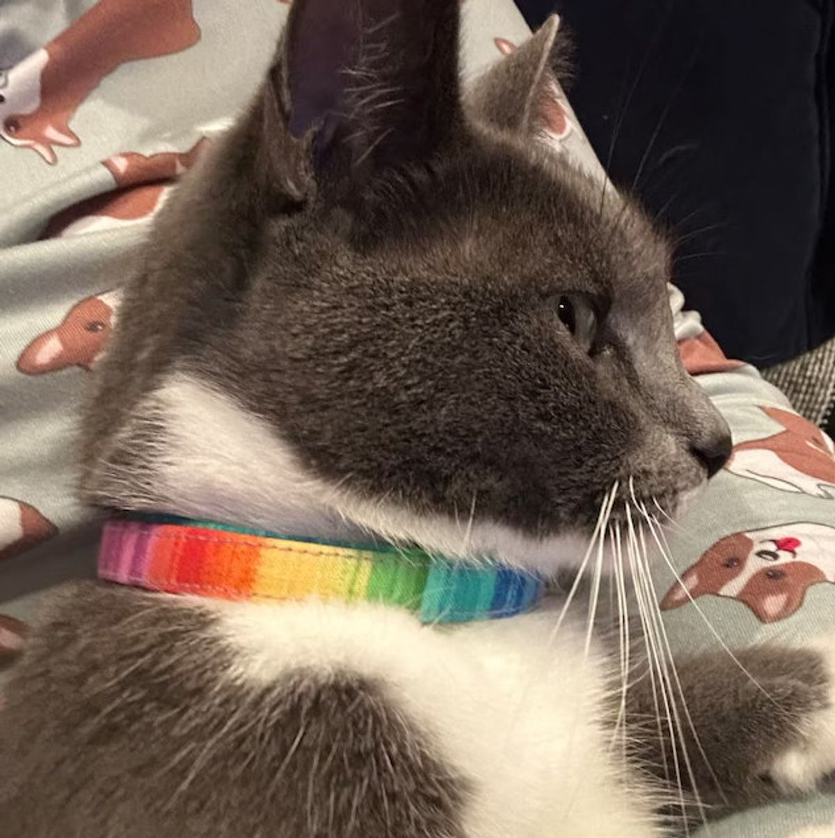 Painterly colourful cotton cat collar