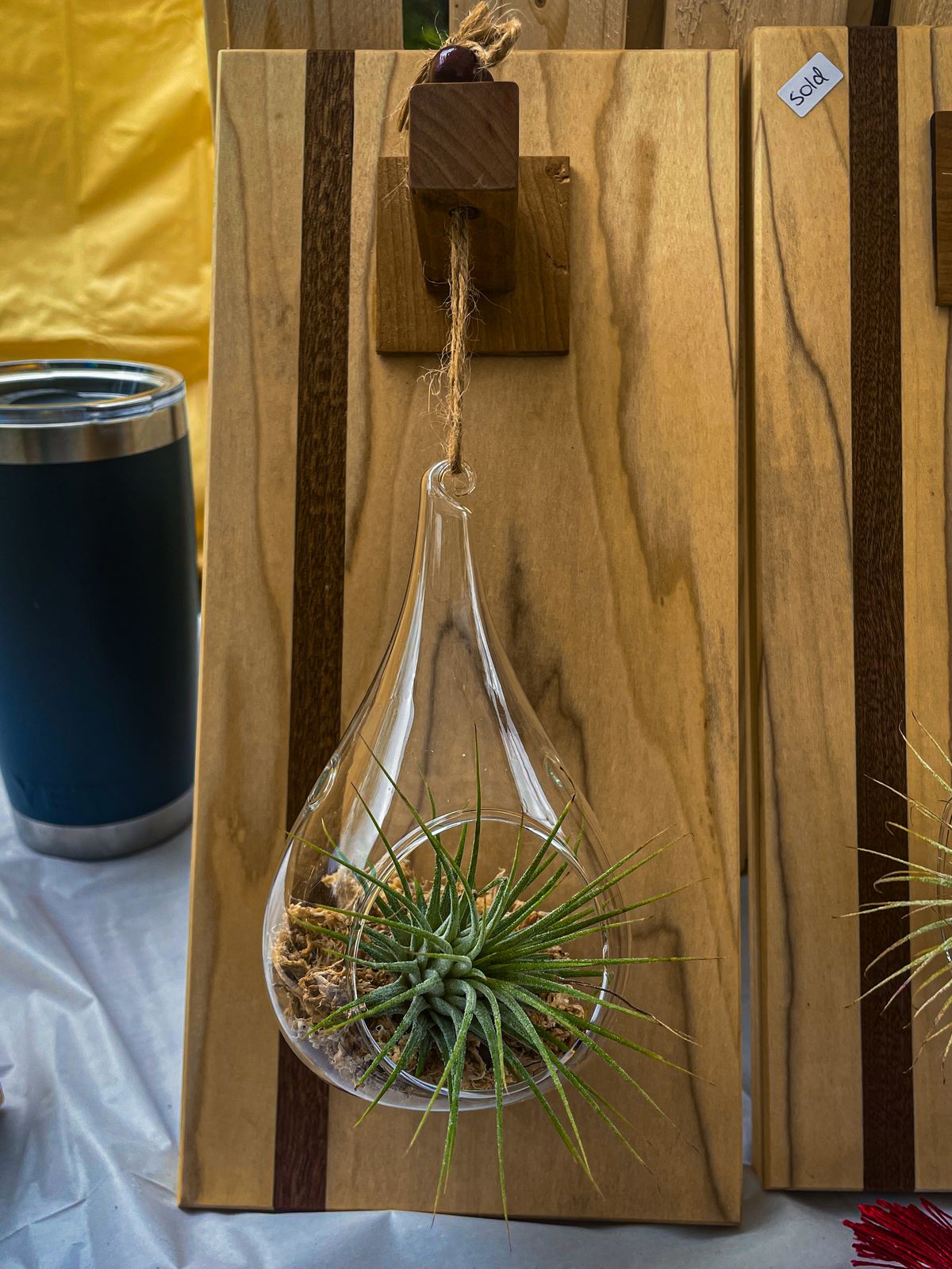 Air Plant Wall Planter