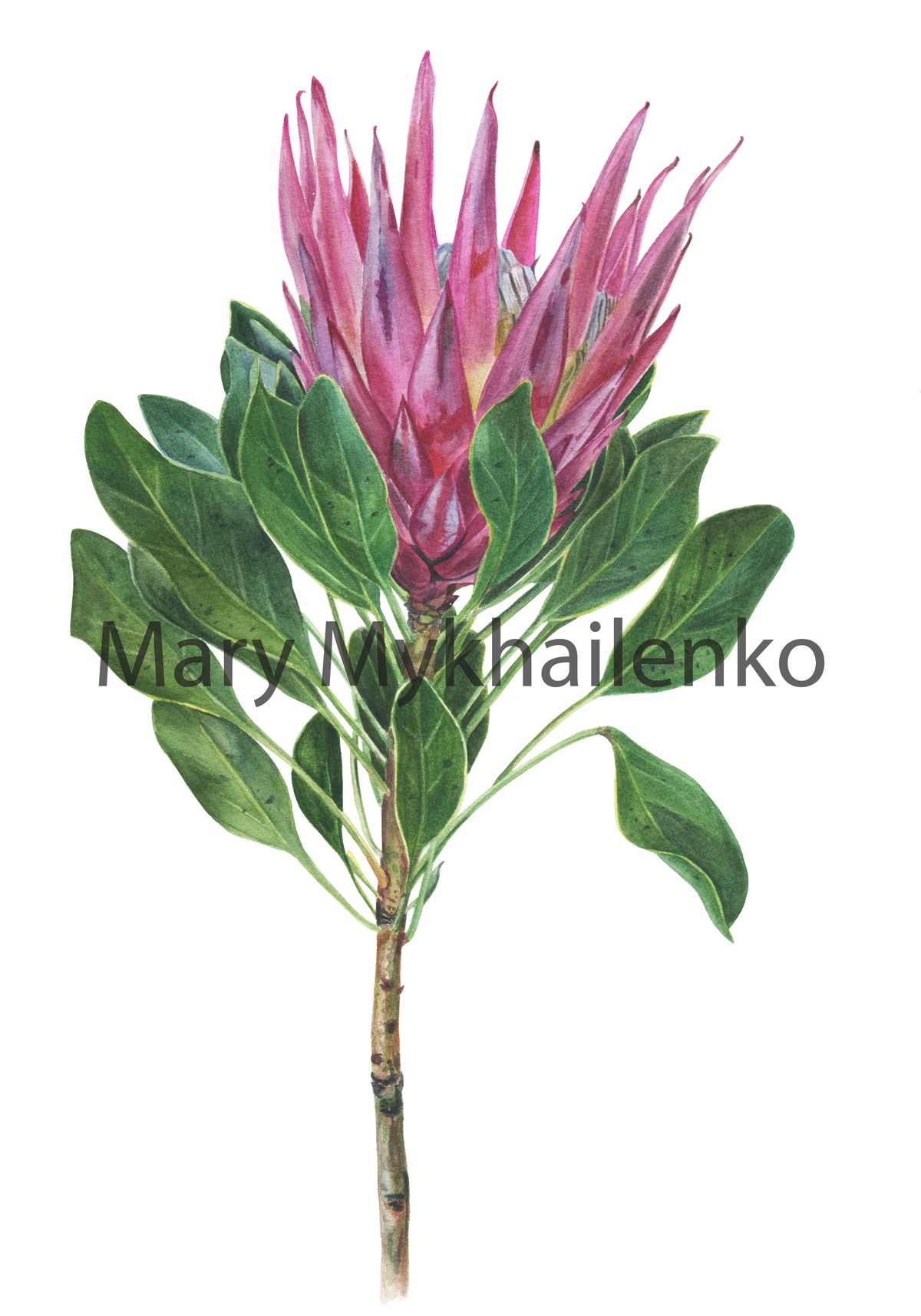 Prothea printable watercolor illustration