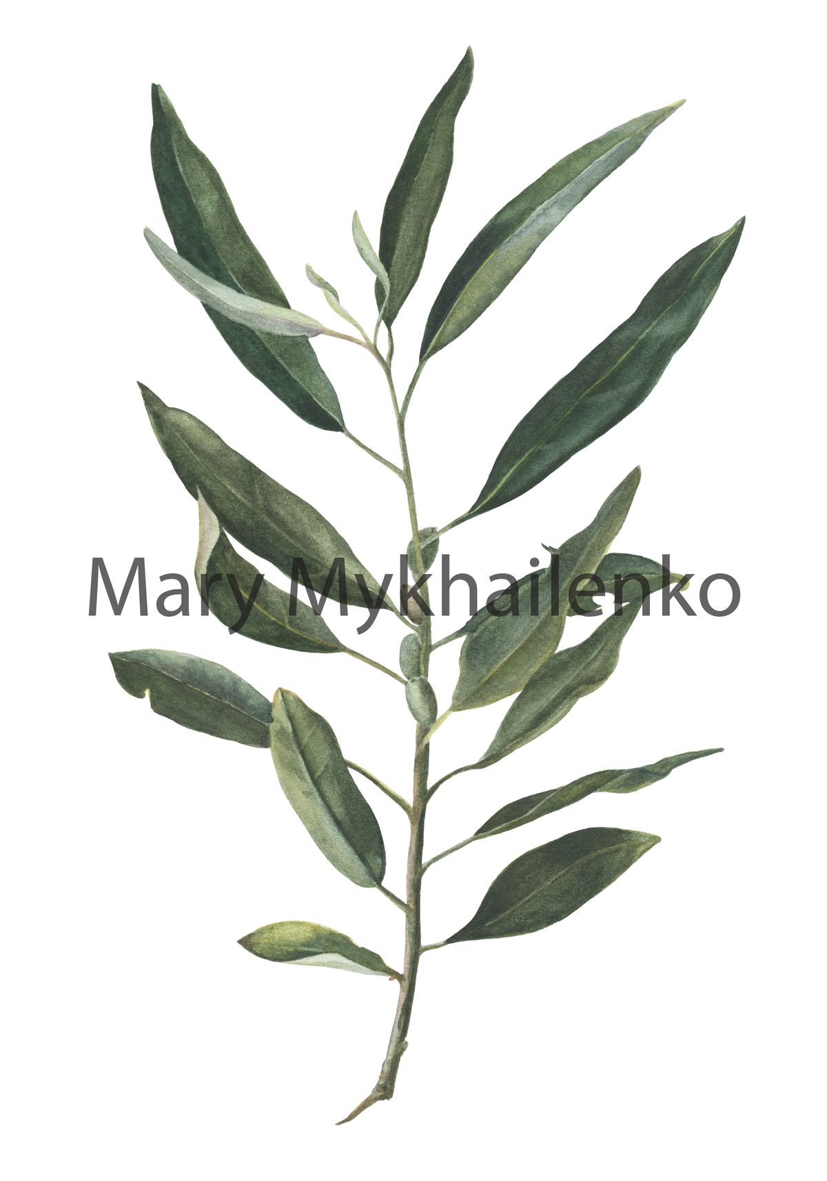Silverberry printable watercolor illustration