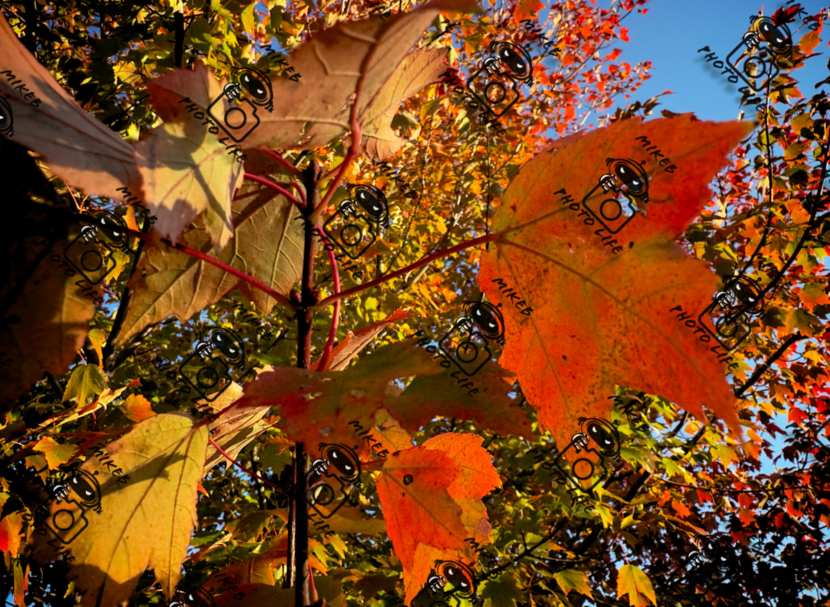 Fall Leaves All