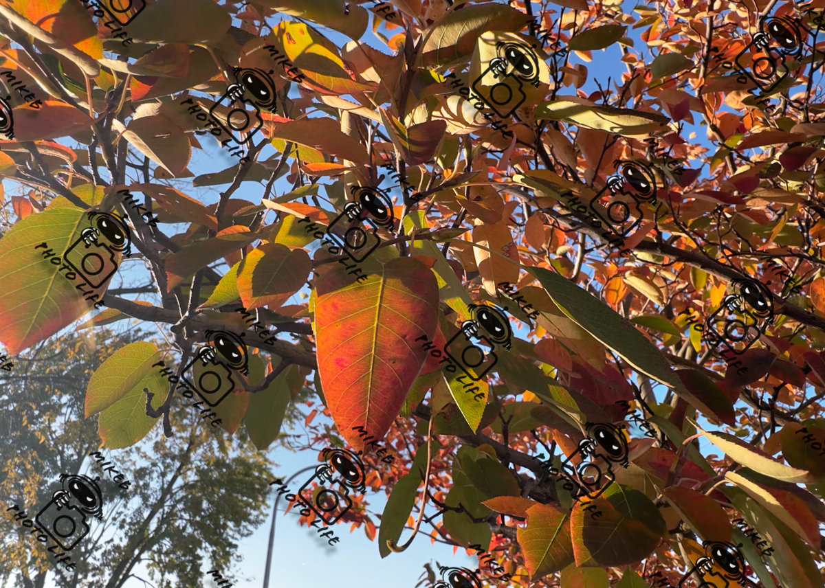 Fall Leaves All
