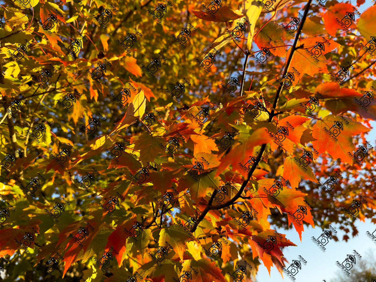 Fall Leaves All