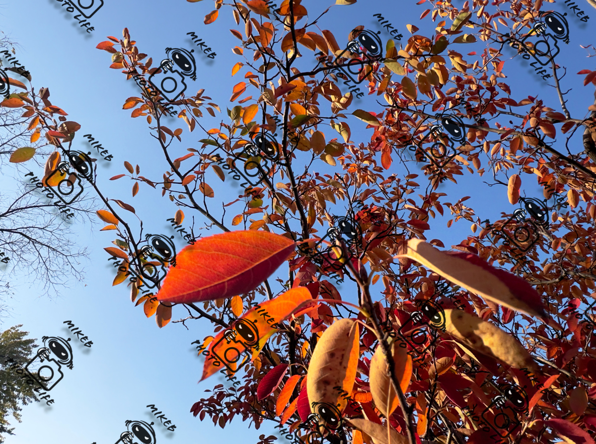 Fall Leaves All