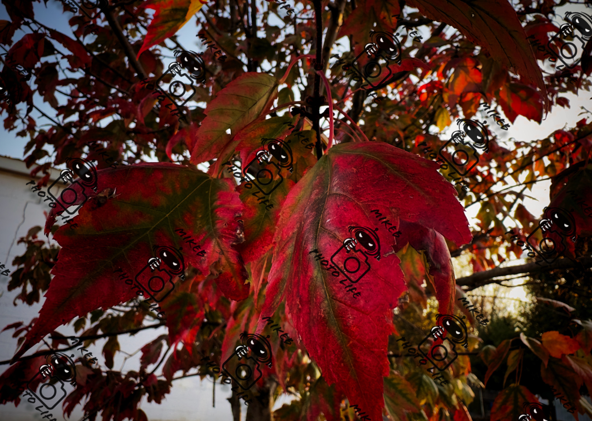 Fall Leaves All