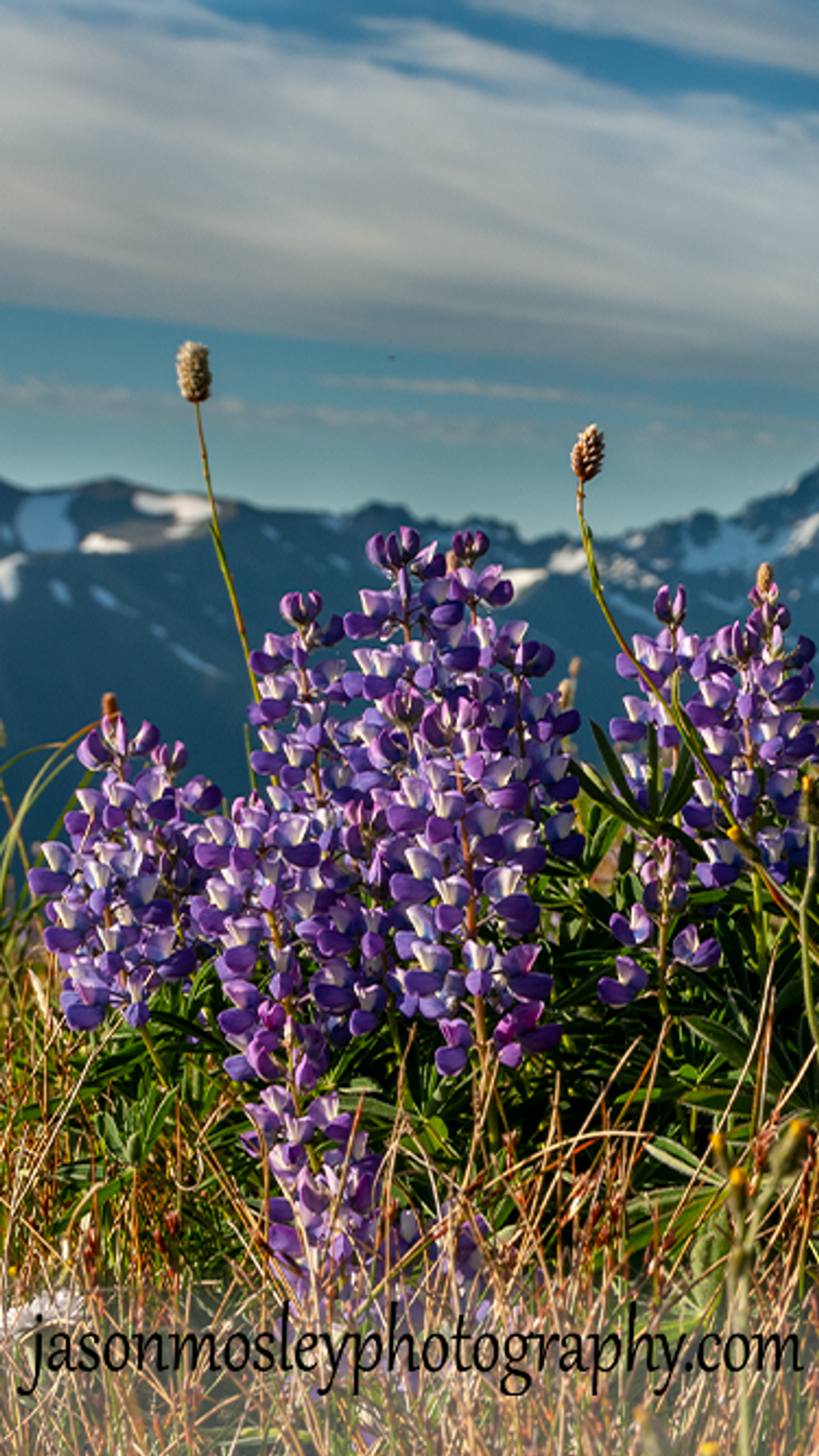 Here is this: month's cell phone Wallpaper free download. Lupins in the Olympic Mt.