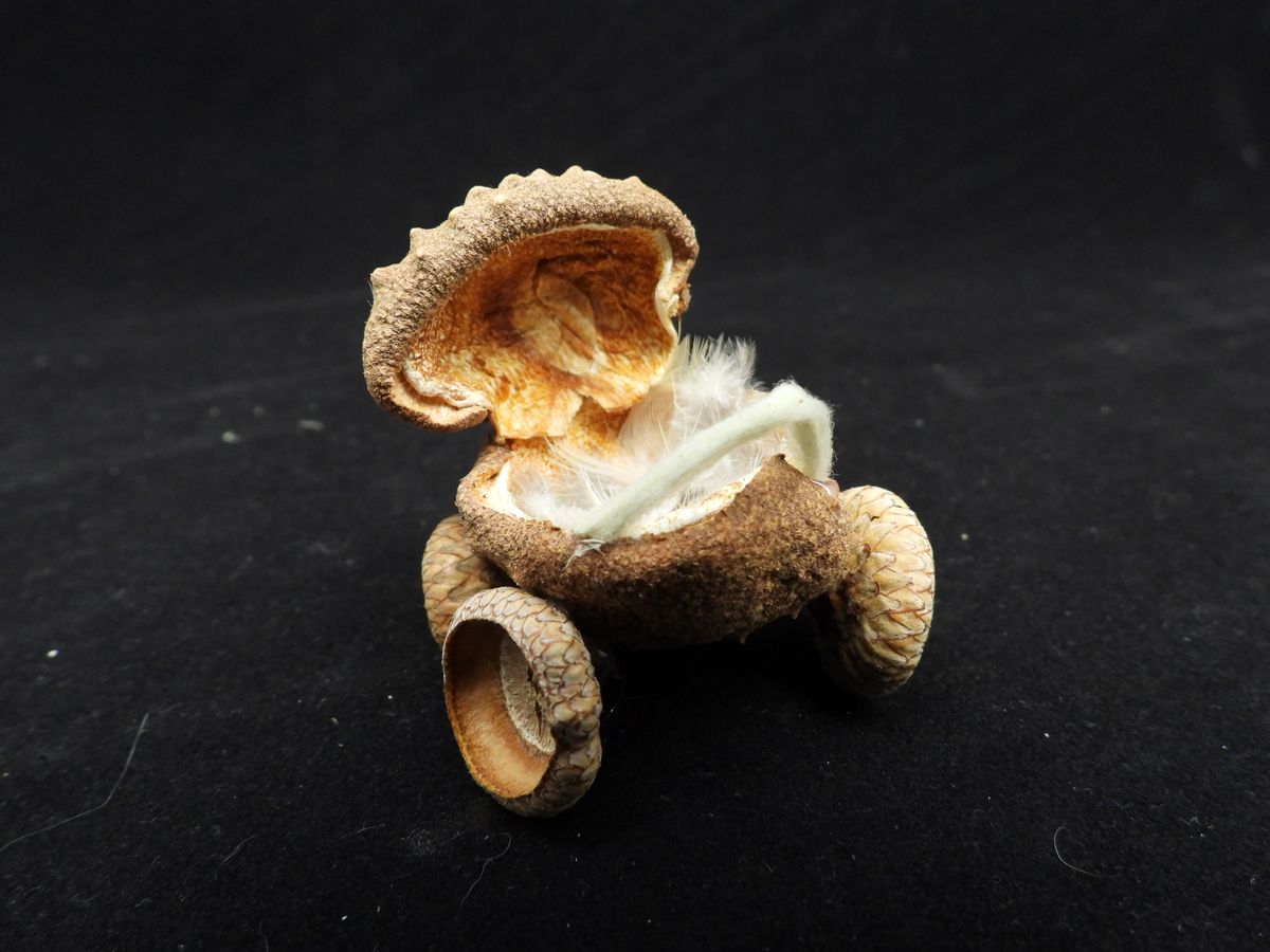 Natural Acorn Baby Buggy - Woodland Nursery Decoration