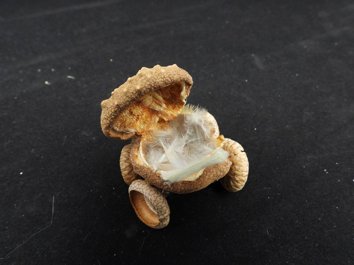 Natural Acorn Baby Buggy - Woodland Nursery Decoration