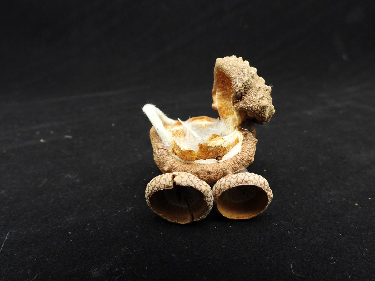 Natural Acorn Baby Buggy - Woodland Nursery Decoration