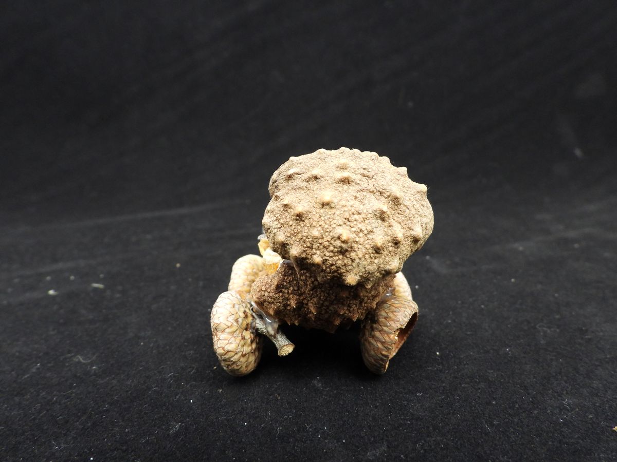 Natural Acorn Baby Buggy - Woodland Nursery Decoration