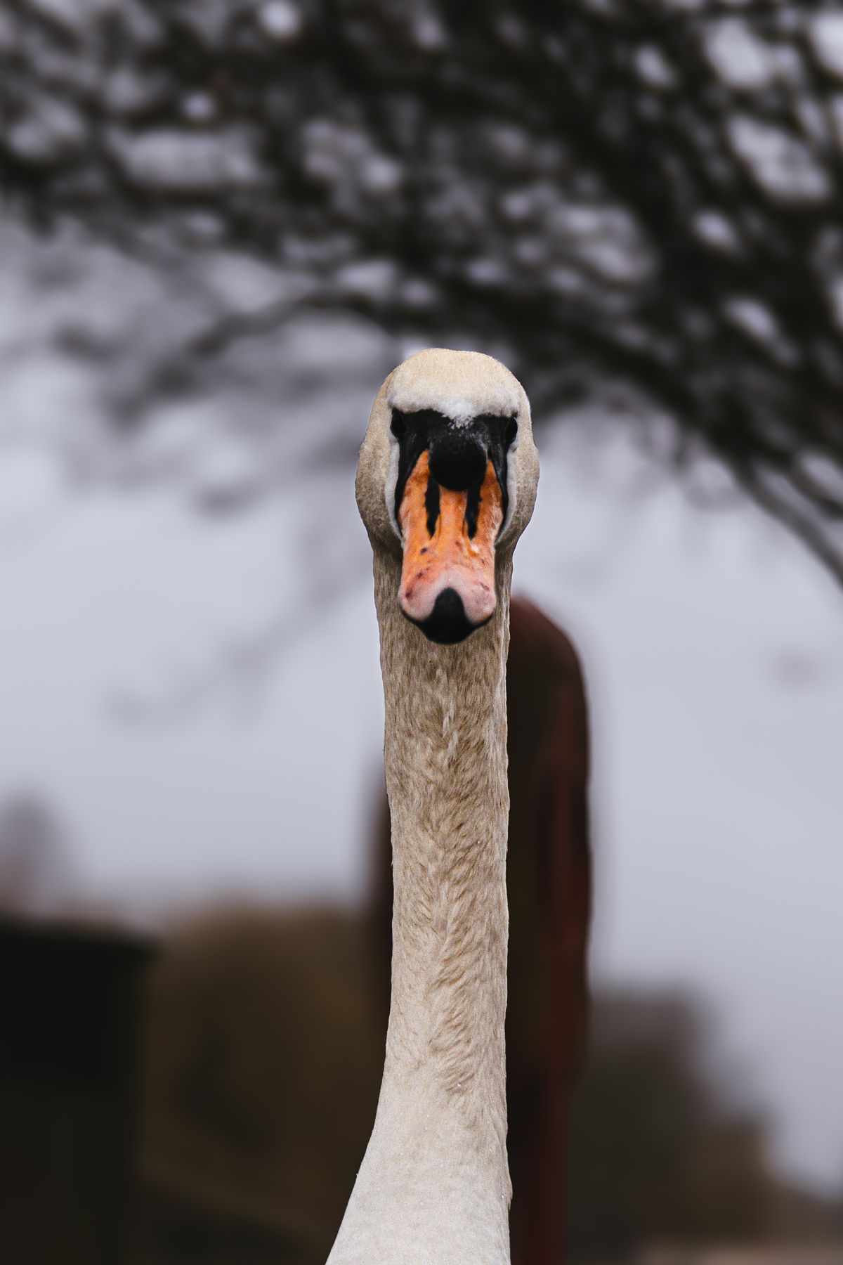 Swan