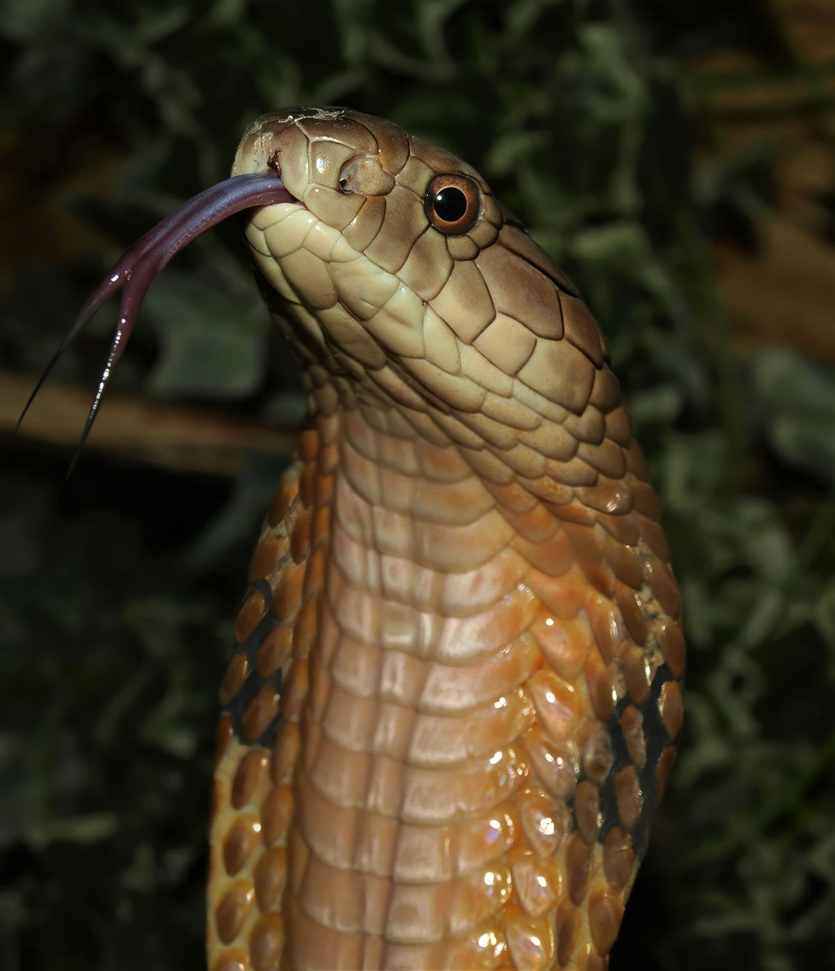 Male King Cobra hooding and tongue flicking