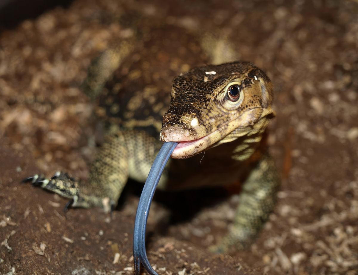 Male Asian Water Monitor derpily flicking tongue