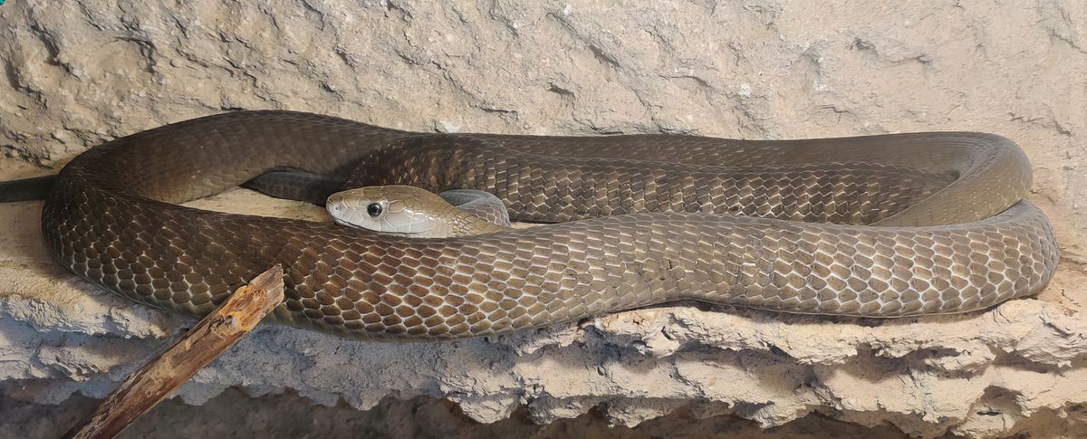 Tanzanian Black Mamba (Dendroaspis polylepis) in a wide shot