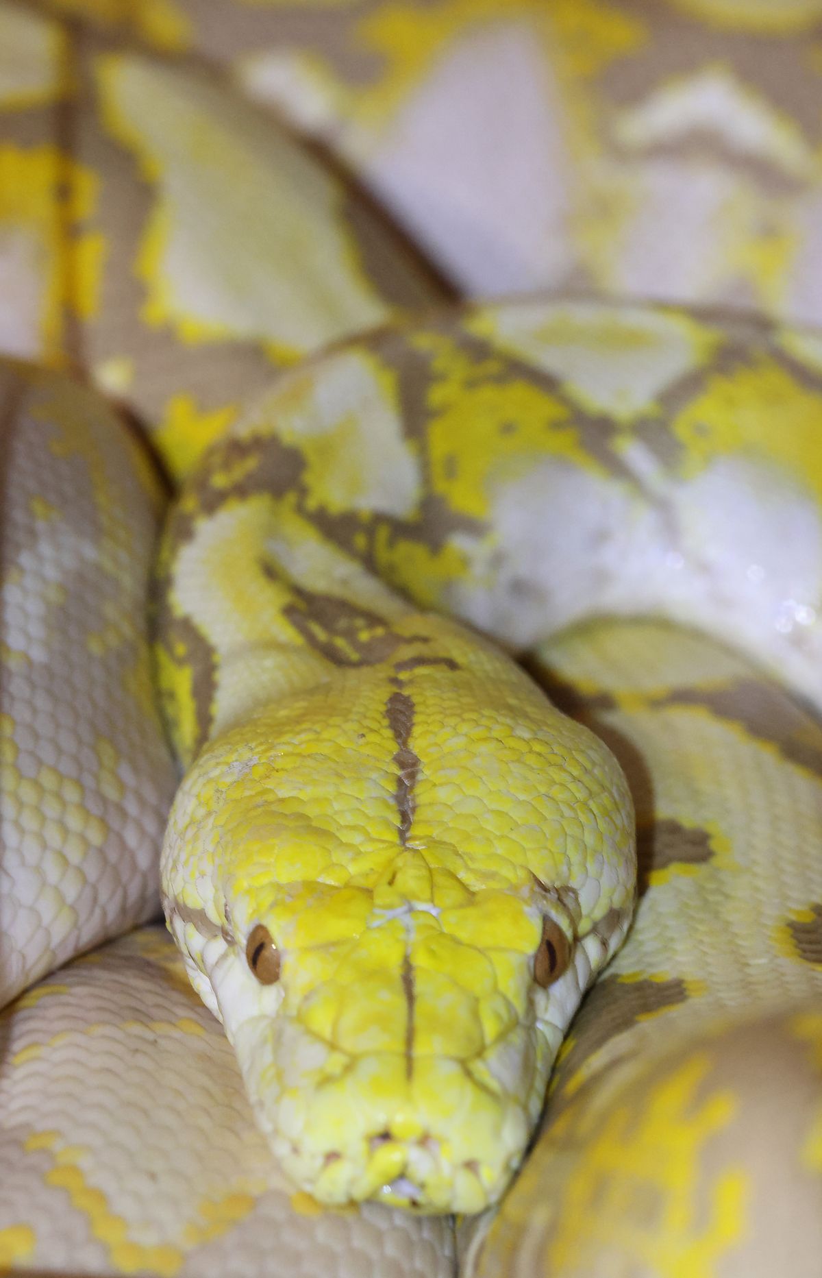 Male Purple Albino Retic looking awesome