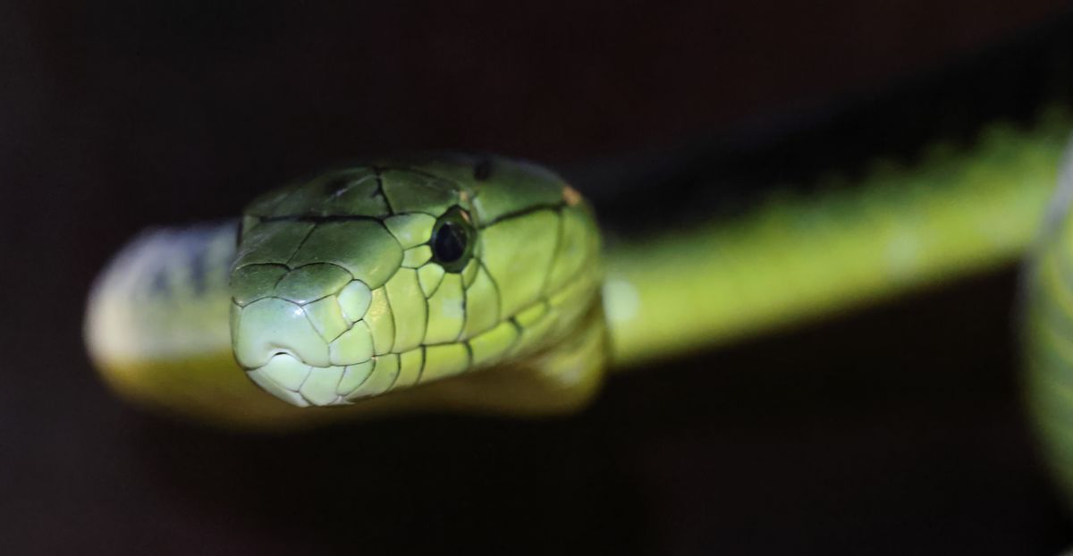 Blackbacked Jameson's Mamba (Dendroaspis jamesoni jamesoni)