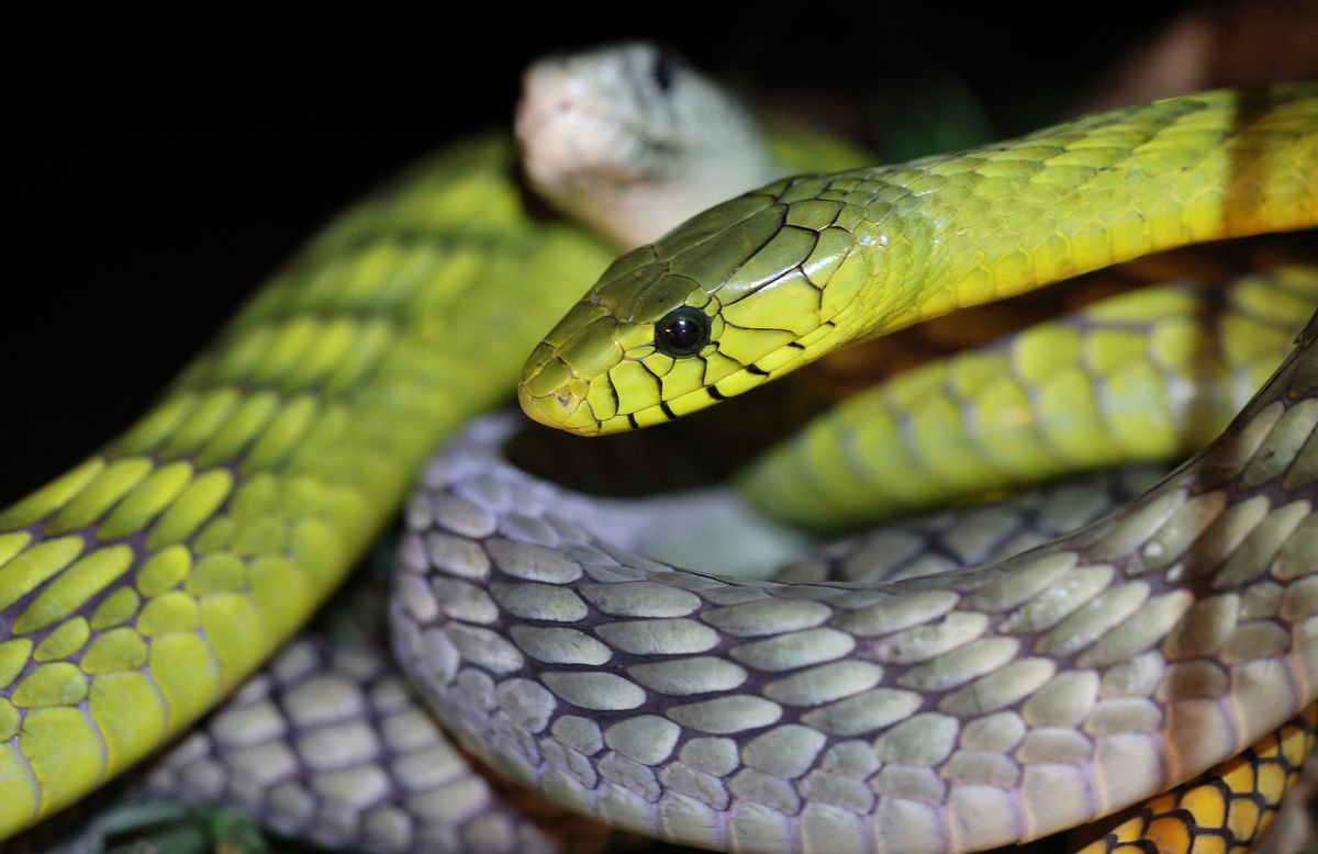 Western Green Mambas (Dendroaspis viridis)