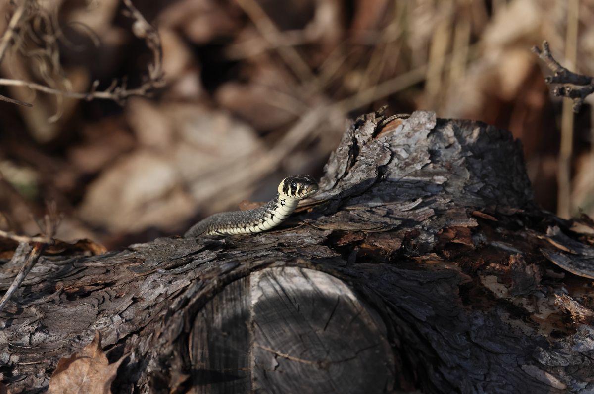 Grass Snake (Natrix natrix) photographed in situ in the wild