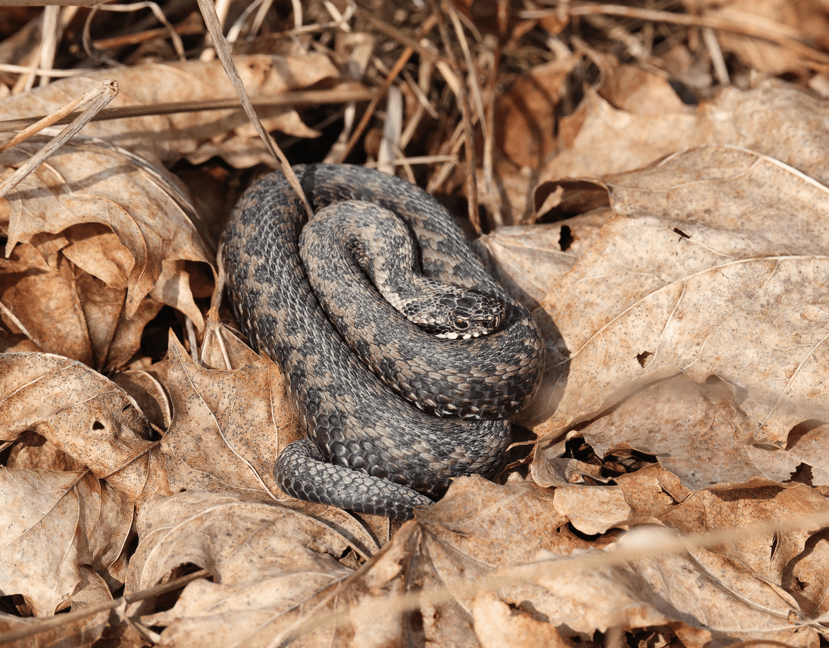 European Common Adder (Vipera berus) in situ in the wild