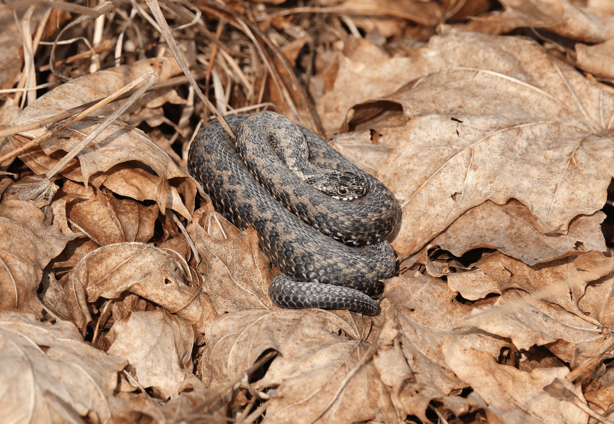 European Common Adder (Vipera berus) in situ in the wild