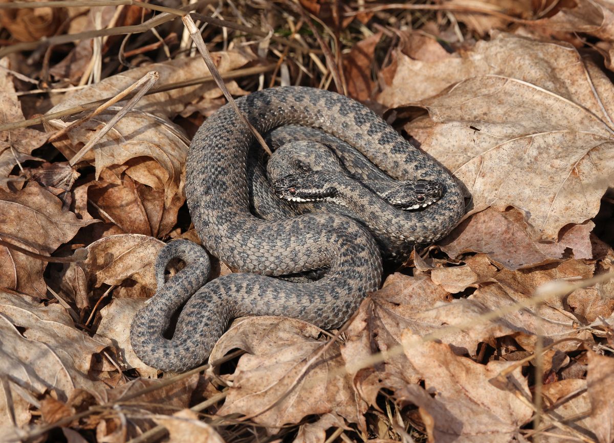 European Common Adders (Vipera berus) in situ in the wild