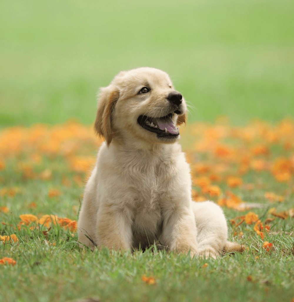 Cute Puppy Image
