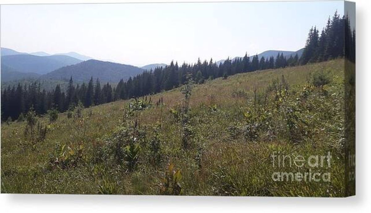 Taking Smart Beautiful landscape Canvas Print  You can buy here 👇