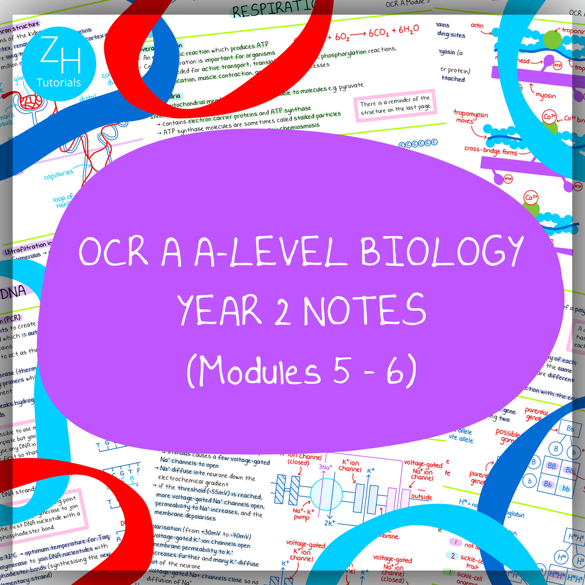 Notes Modules Ex OCR A A-Level Biology Notes Modules 5-6 Year 2 - Buymeacoffee