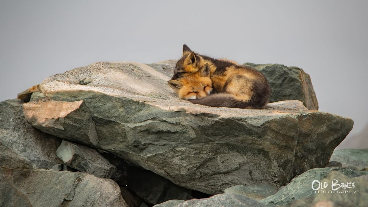 Snuggle Time Desktop Wallpaper