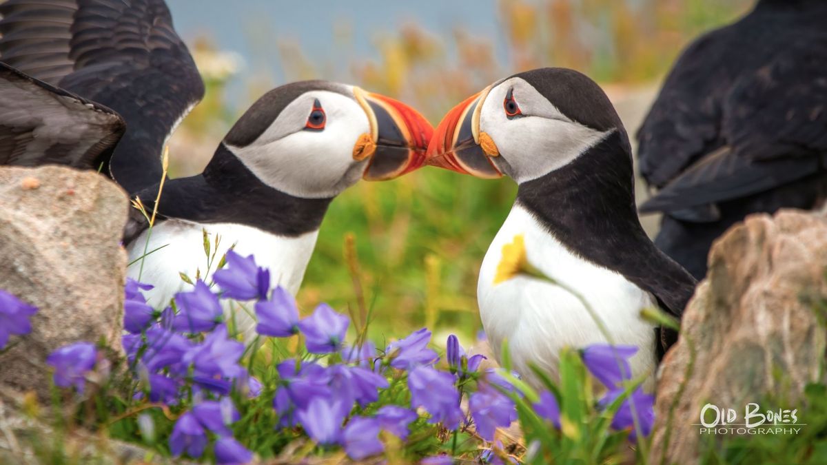 Love is in the Air Desktop Wallpaper