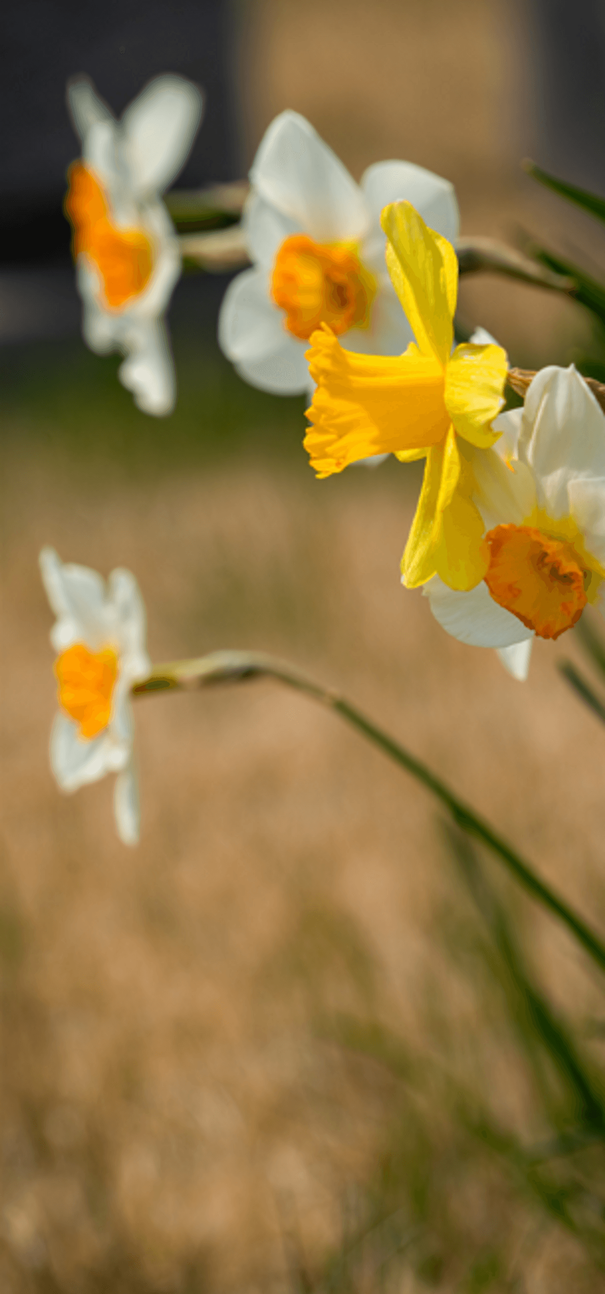 Spring Wallpaper - Full Collection