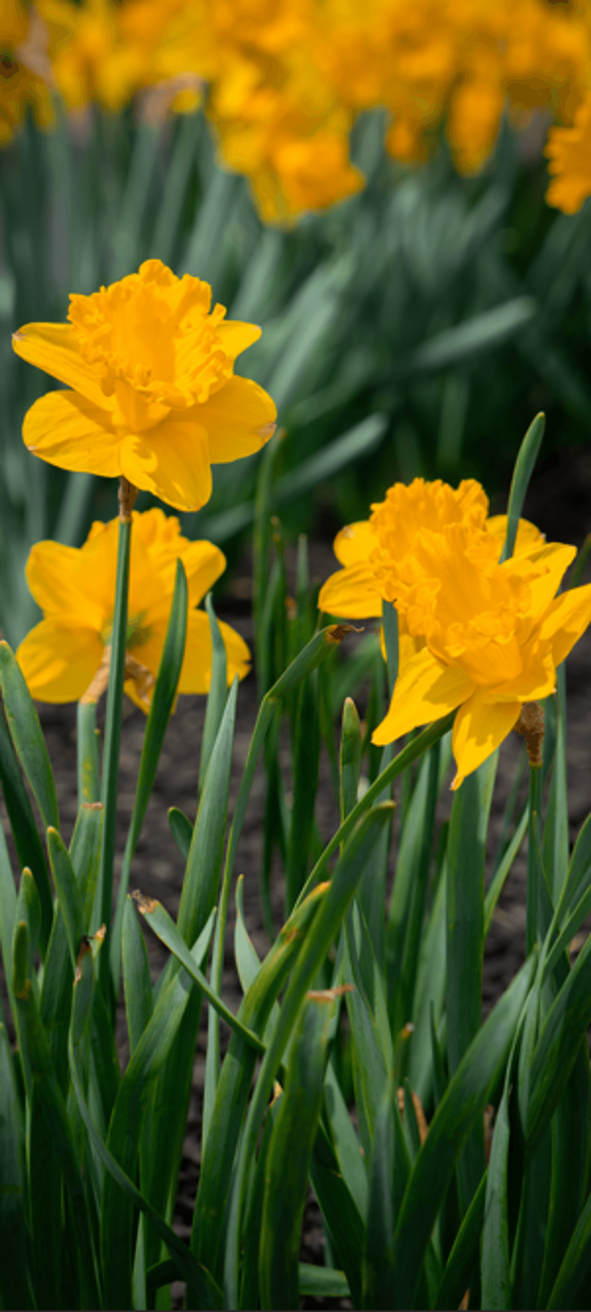 Spring Wallpaper - Full Collection