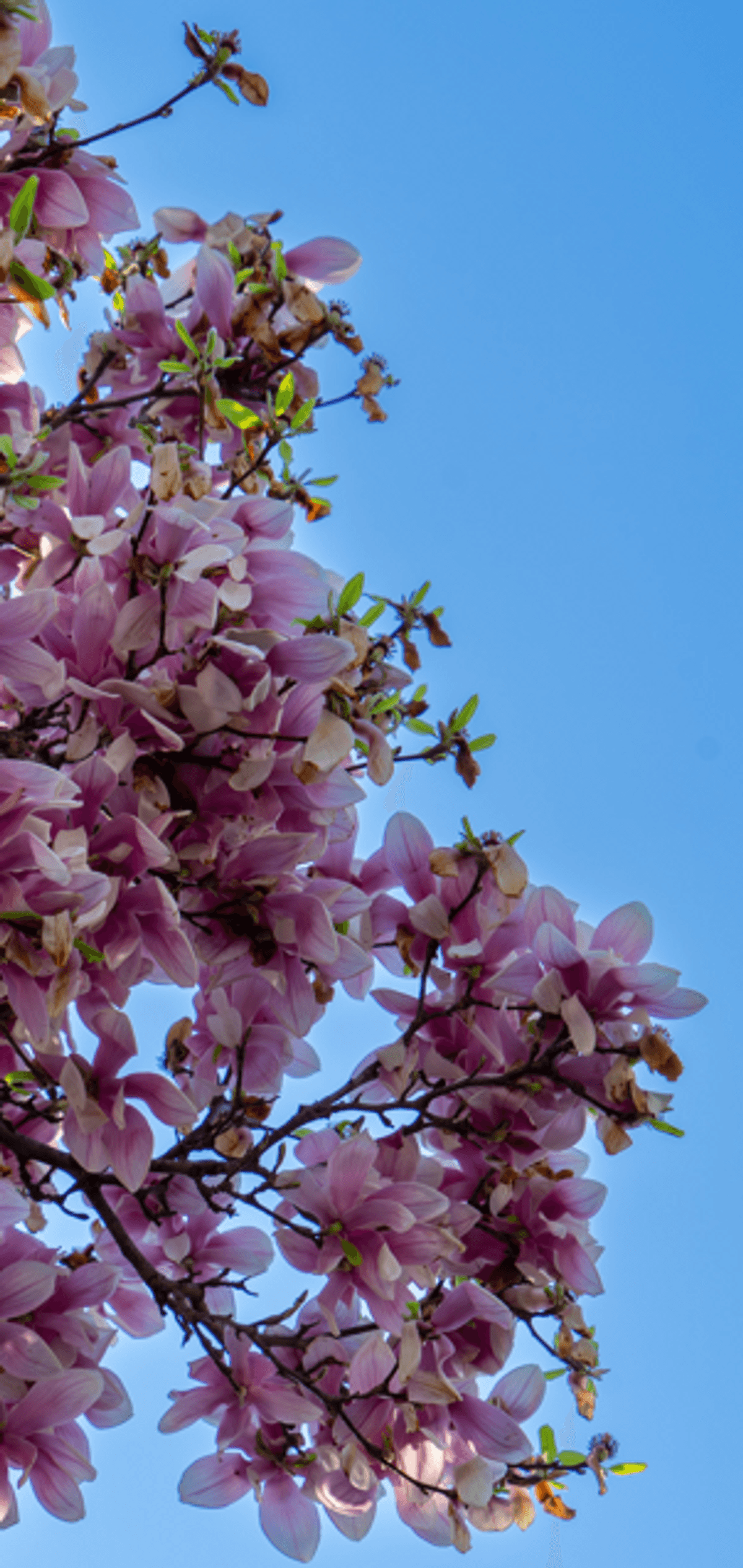 Spring Wallpaper - Full Collection