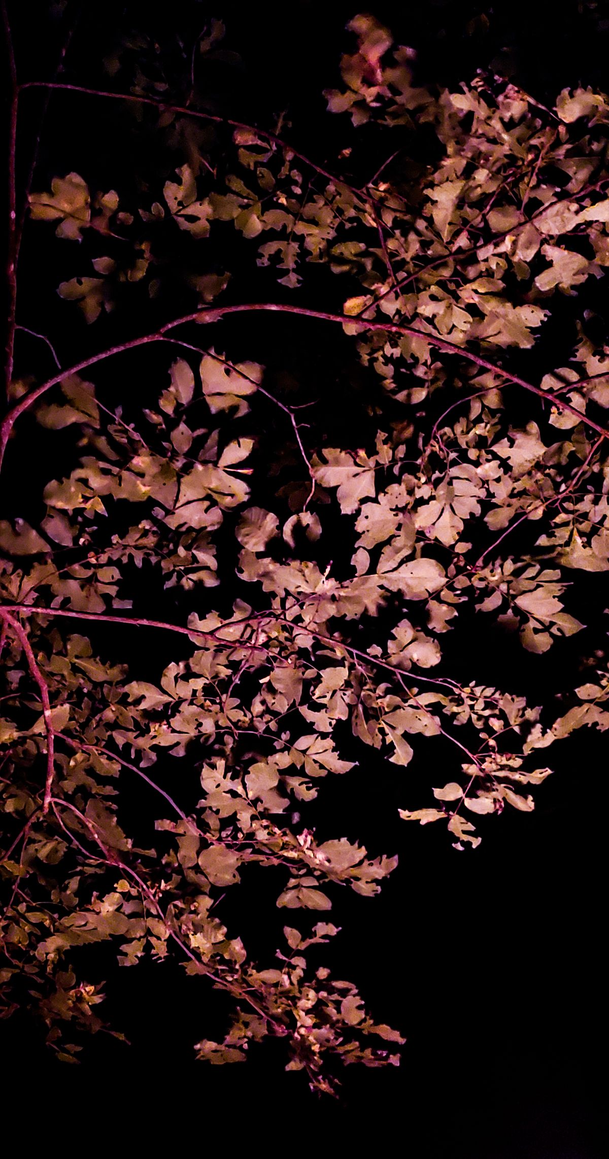 Photo Necklace - Autumn Tree at Night