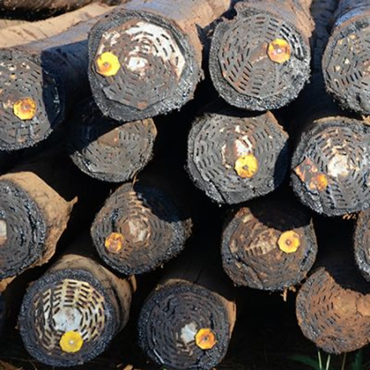 Wooden treated poles for security fence around plot