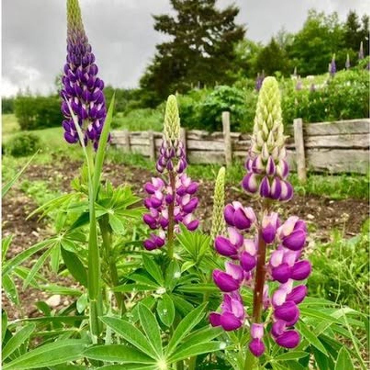 Semences de Lupin