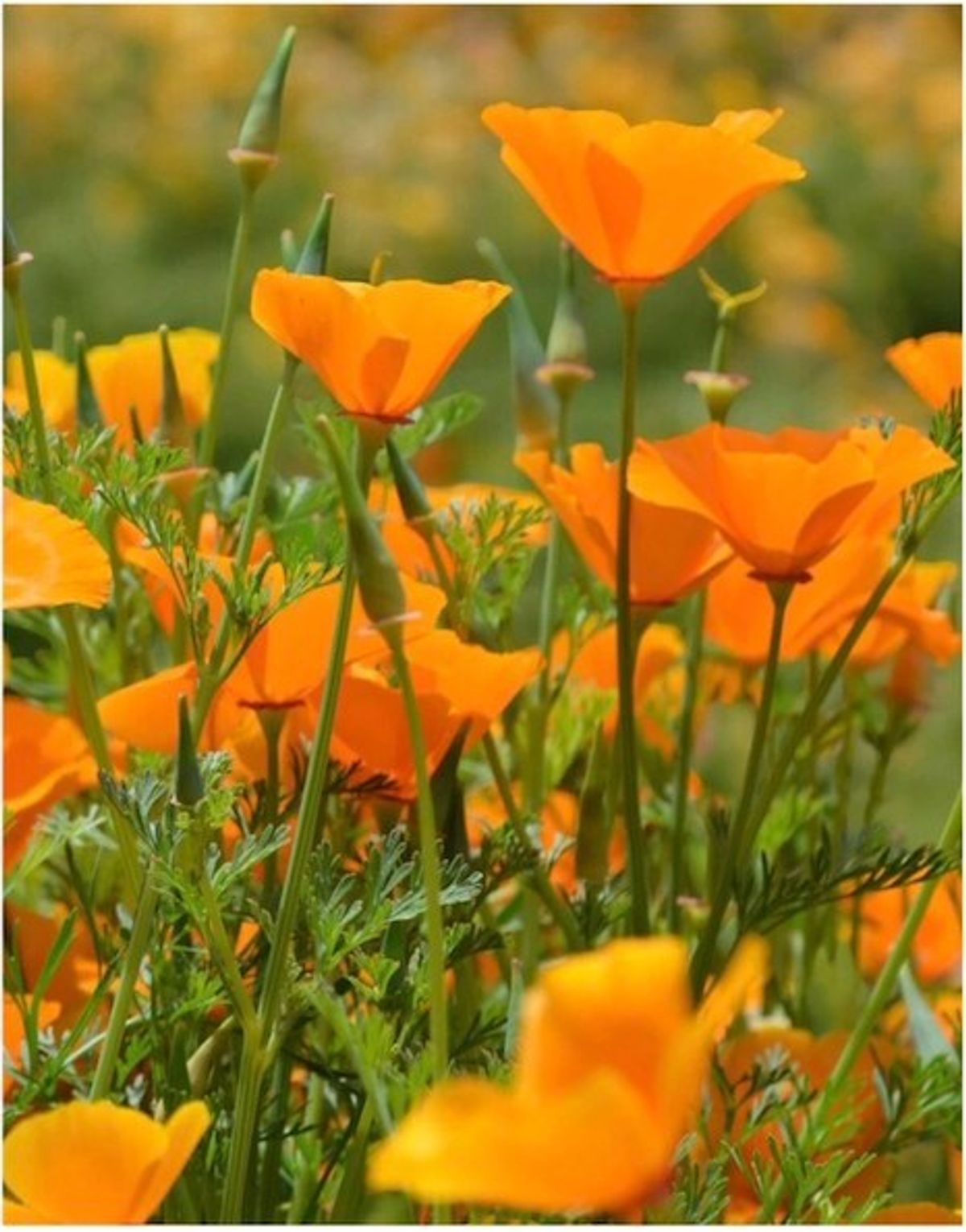 Semences de Pavot de Californie