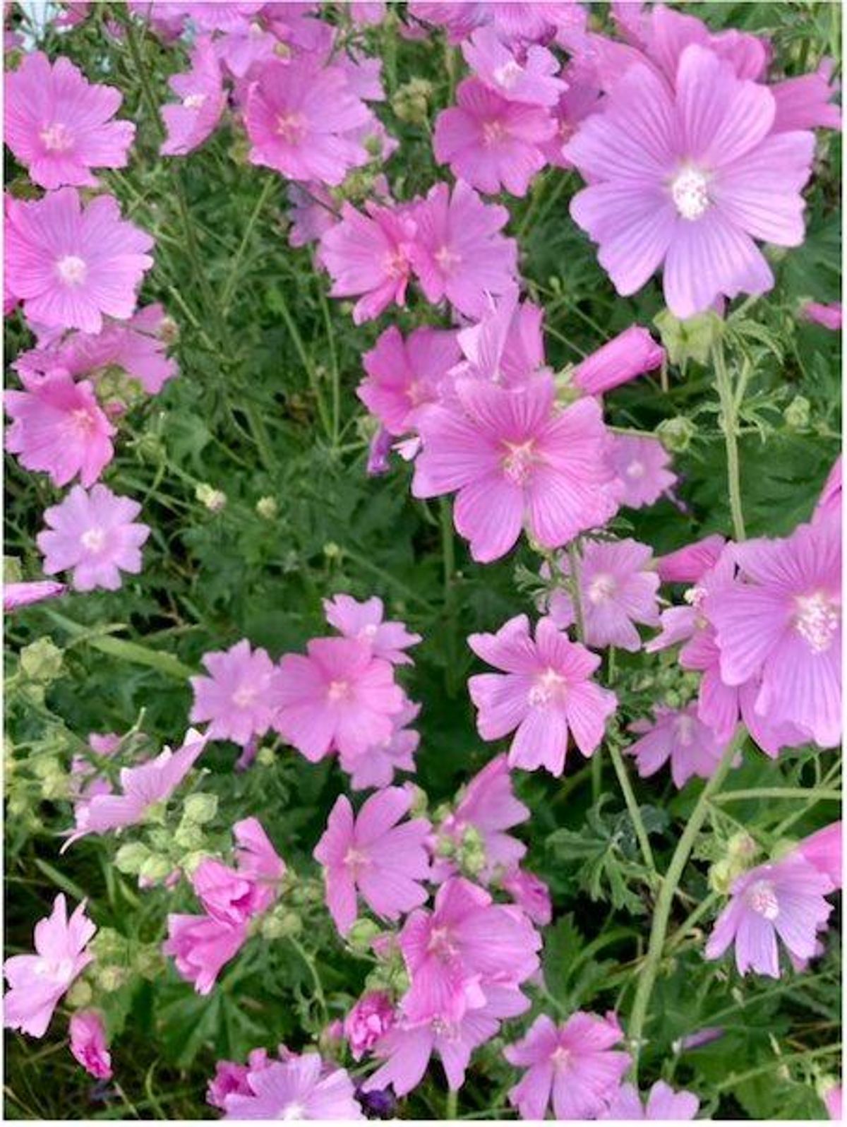 Semences de Mauve musquée