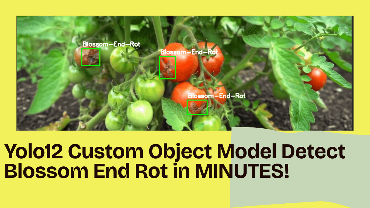 Detect Blossom End Rot in MINUTES with YOLO12 Custom Object Detection