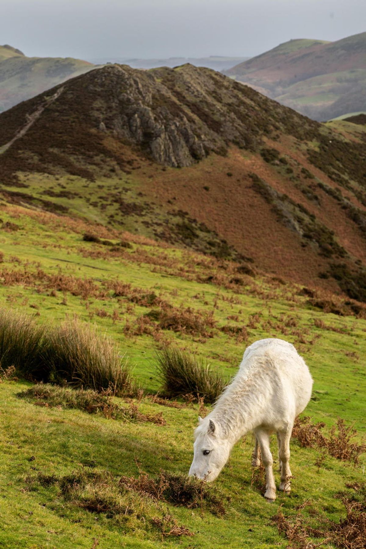 Wild Horse at Long Mynd - High resolution photograph file download for printing