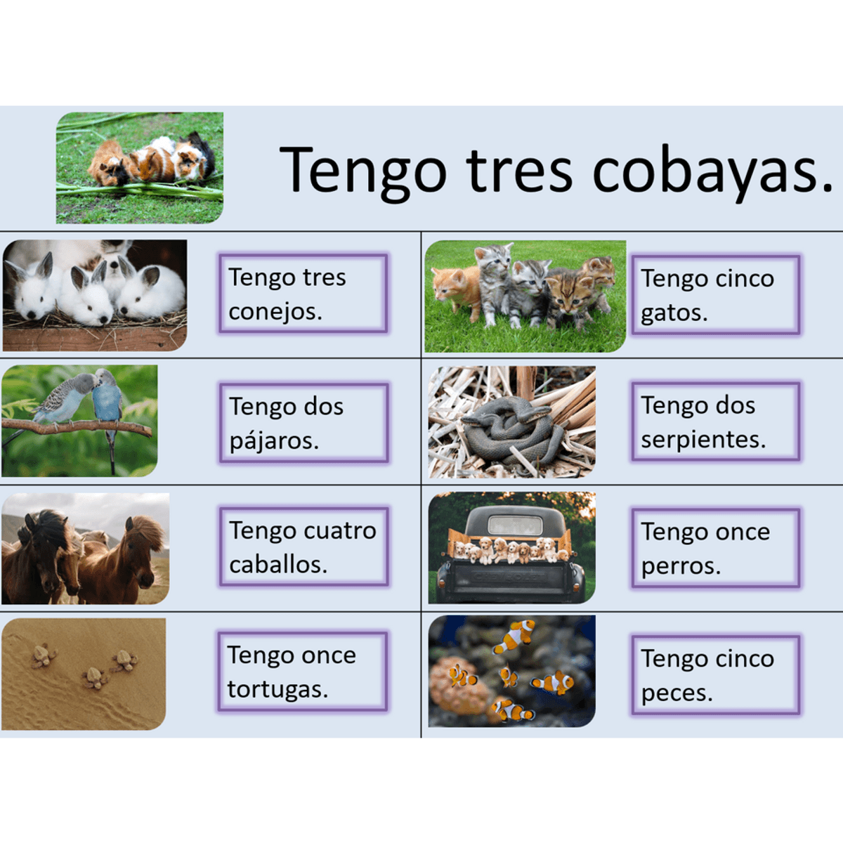 Claro 1 unit 2.3 - Los animales y las mascotas