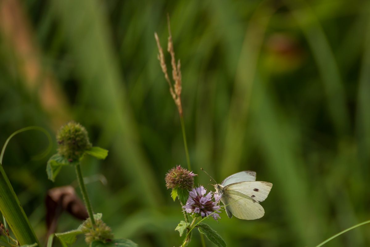Vlinder op Paarse Bloem