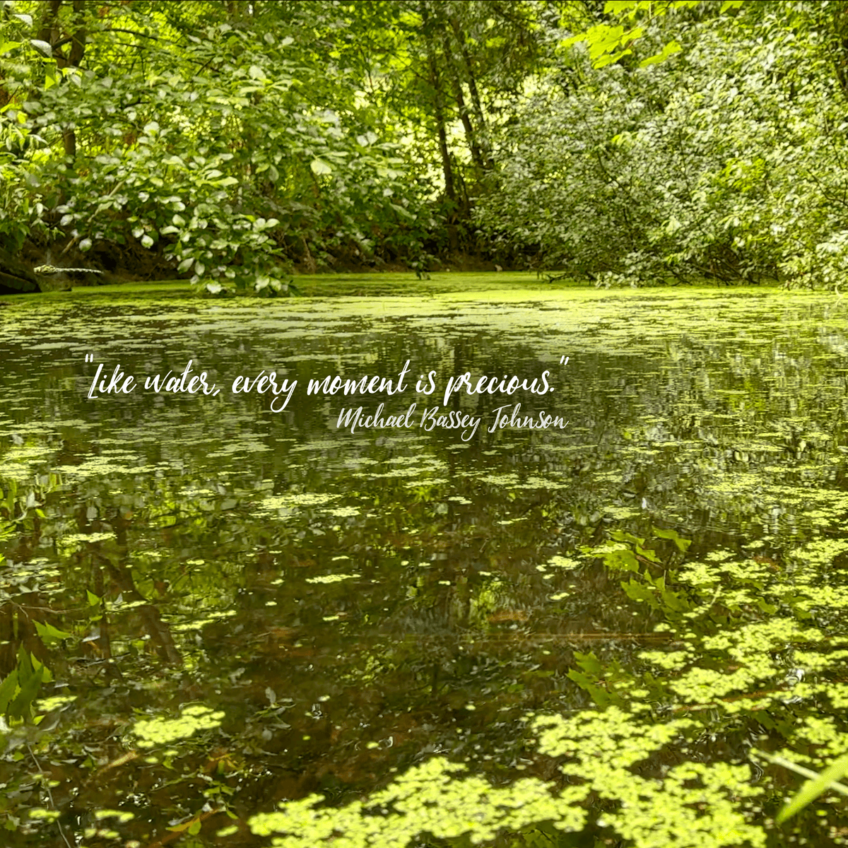 Wallpaper - Secret Little Forest Pond