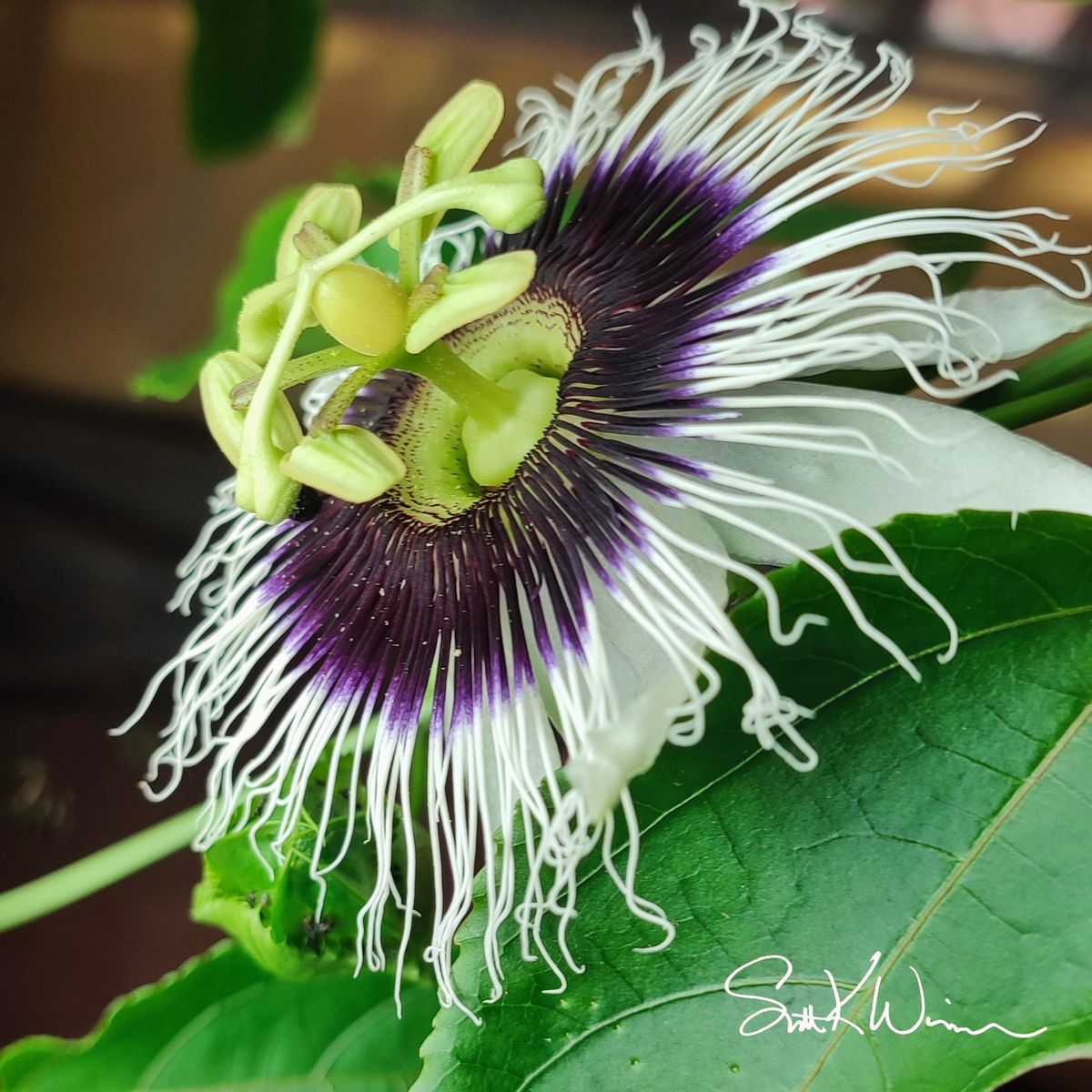 Fotos from my collection. I will email the photo file that you can print from locally.