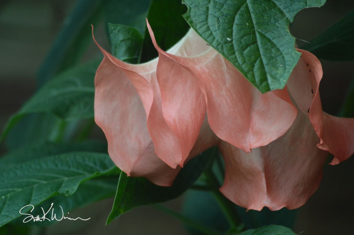 Fotos from my collection. I will email the photo file that you can print from locally.