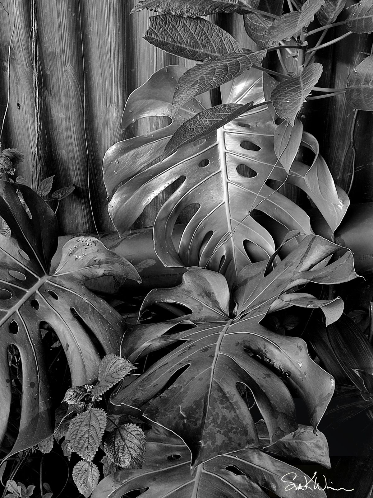 Fotos from my collection. I will email the photo file that you can print from locally.