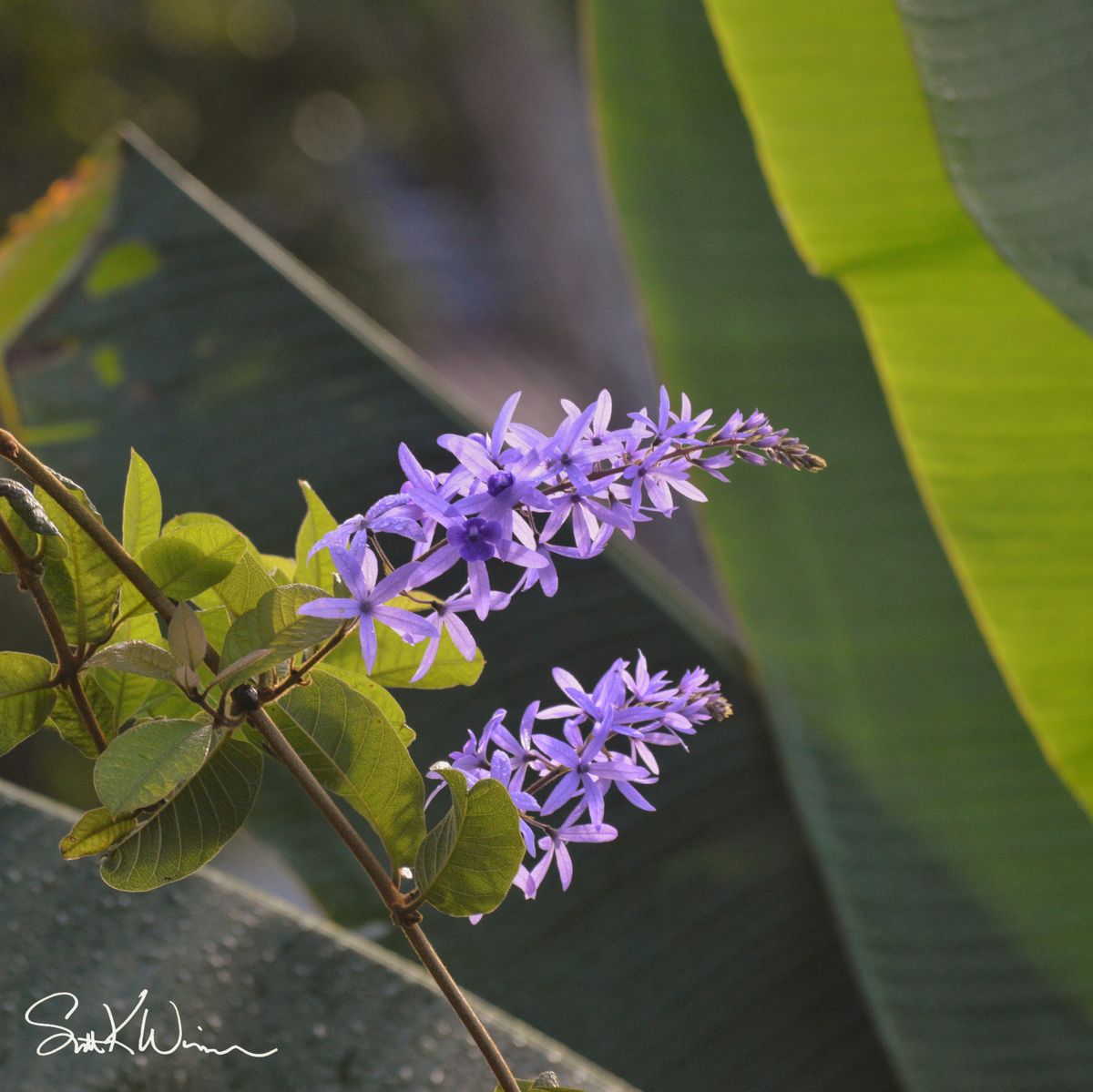Fotos from my collection. I will email the photo file that you can print from locally.