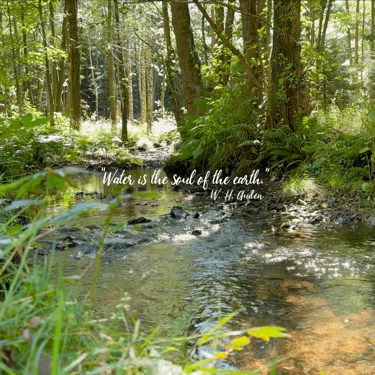 Wallpaper - Rays By The Creek