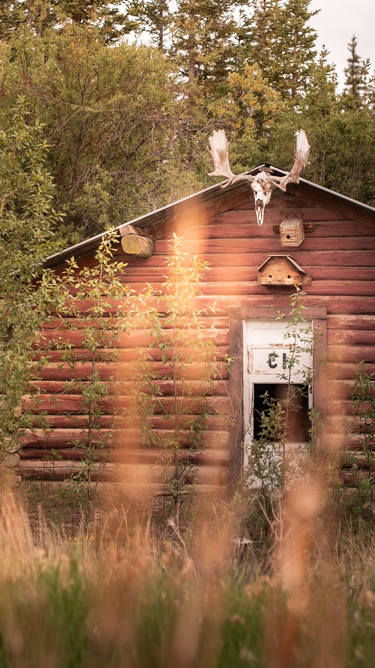 Forest Cabin