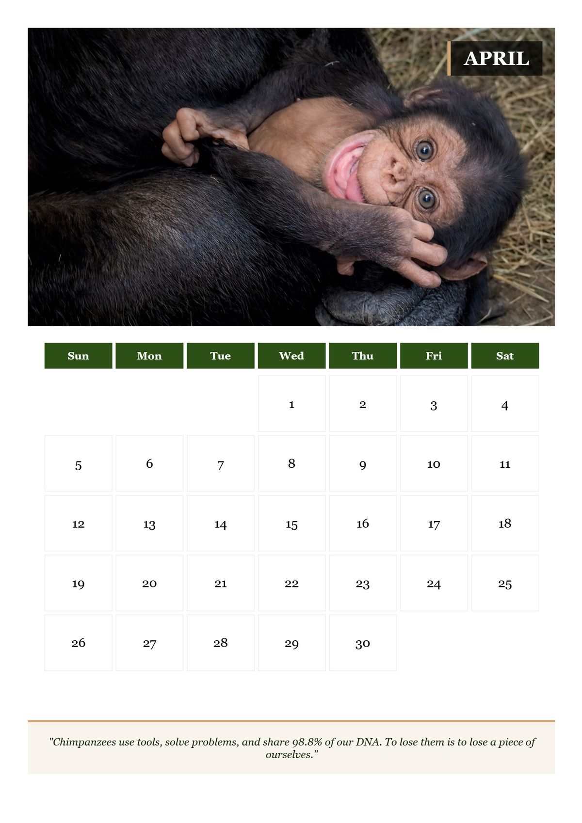 2026 Great Apes Calendar — Printable Conservation Edition (PDF + HD Images)